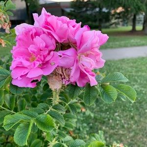 Meet your Posher, Marie-philippe